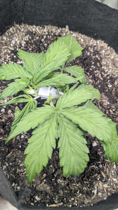Banana Jealousy Auto IBL 80 Day. Week 4