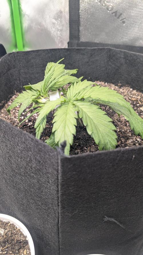Banana Jealousy Auto IBL 80 Day. Week 4