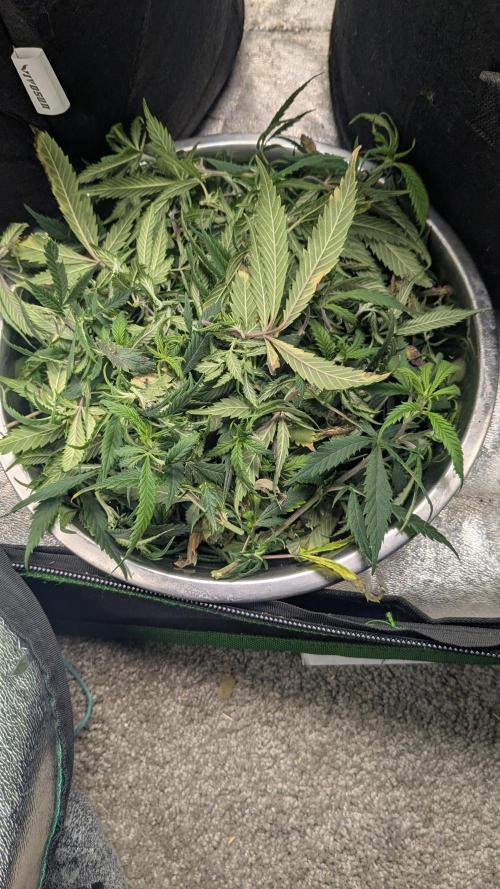 Genetic Abuse. Week 12