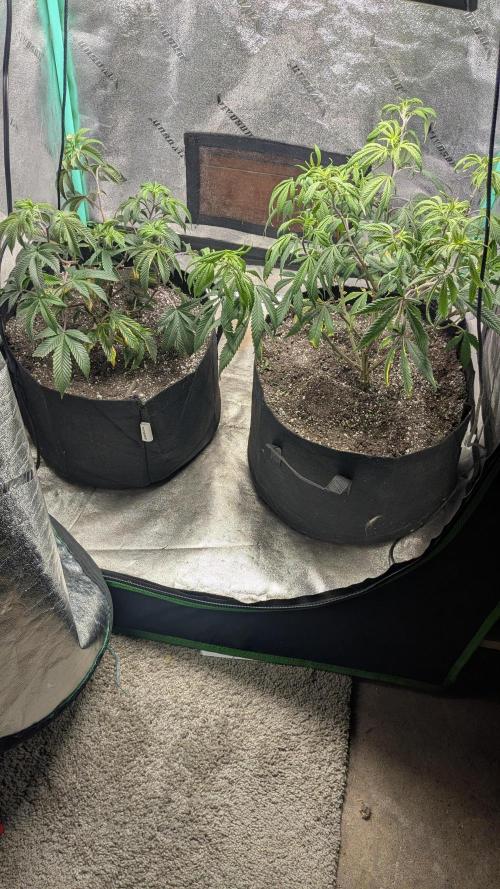 Genetic Abuse. Week 12