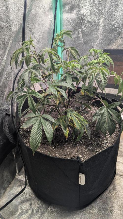 Genetic Abuse. Week 12