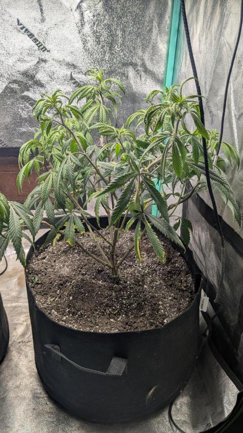 Genetic Abuse. Week 12