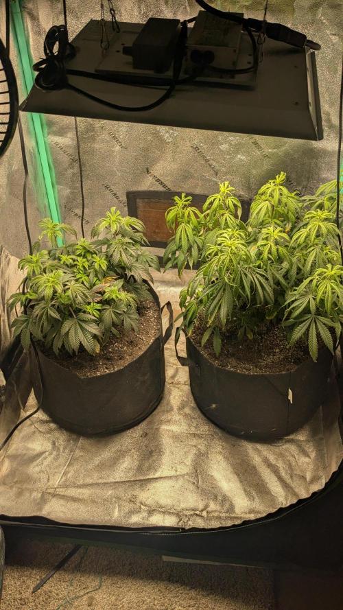 Genetic Abuse. Week 12