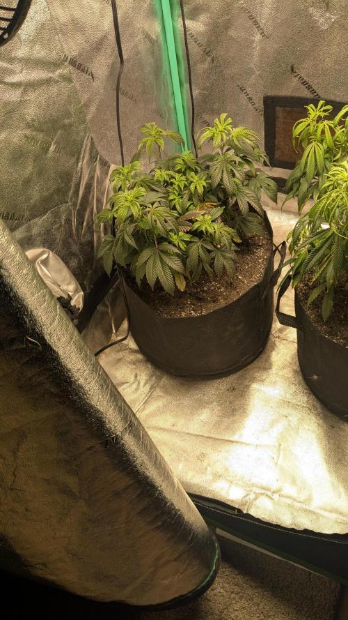 Genetic Abuse. Week 12