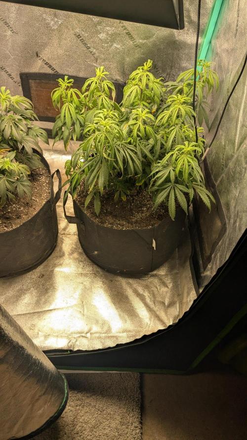 Genetic Abuse. Week 12