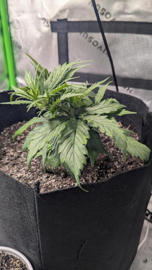 Banana Jealousy Auto IBL 80 Day. Week 5