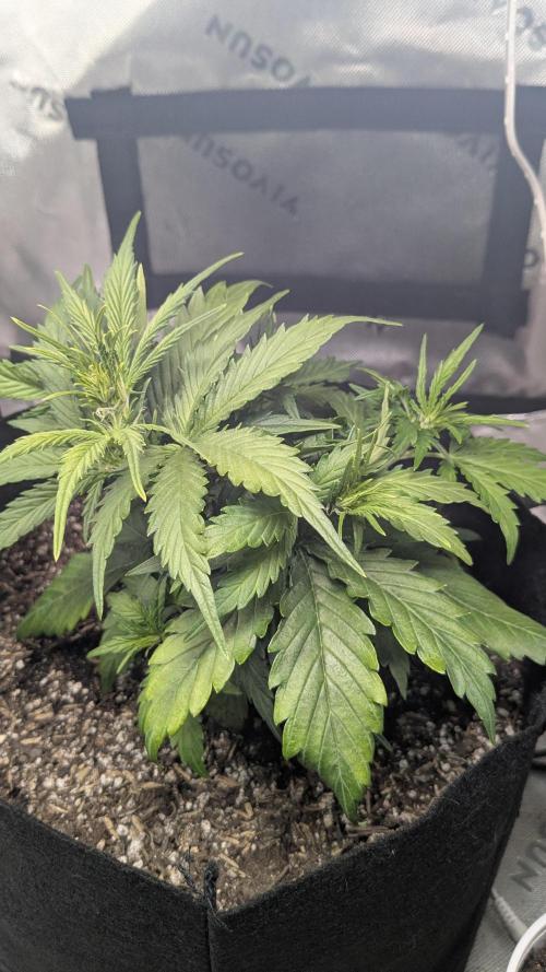 Banana Jealousy Auto IBL 80 Day. Week 5