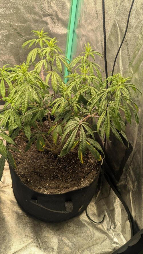 Genetic Abuse. Week 13