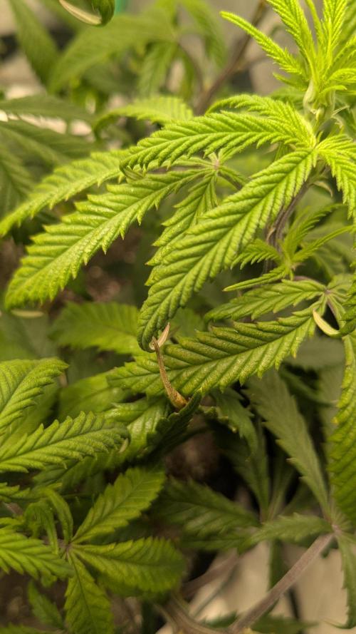 Genetic Abuse. Week 13