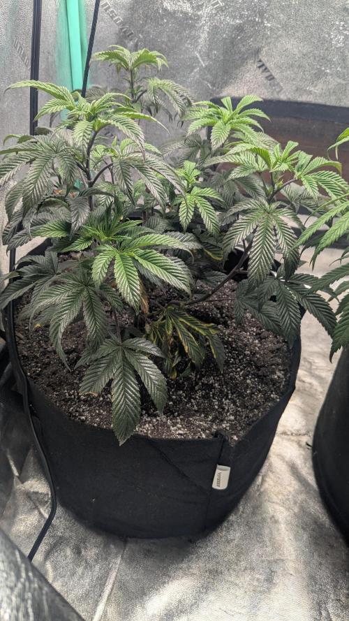 Genetic Abuse. Week 13