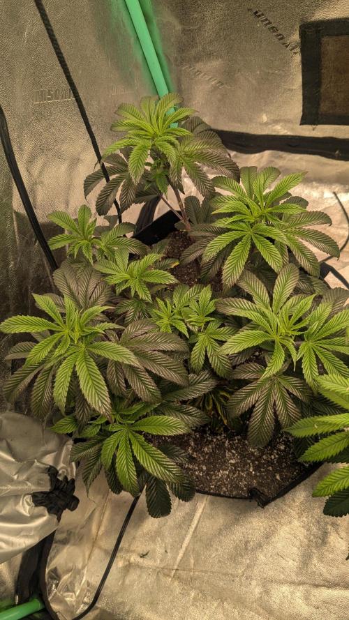 Genetic Abuse. Week 13