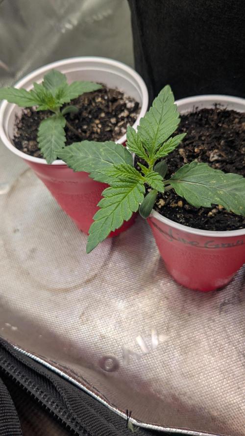 Rainbow Vapor, Key Lime Guava run. Week 1