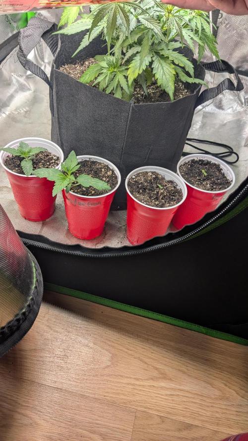 Rainbow Vapor, Key Lime Guava run. Week 1