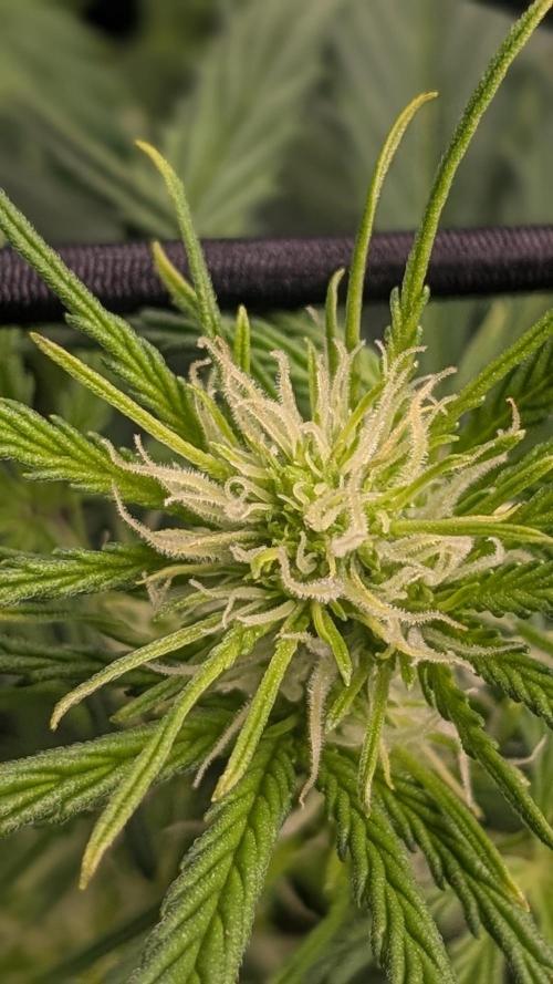 Banana Jealousy Auto IBL 80 Day. Week 6