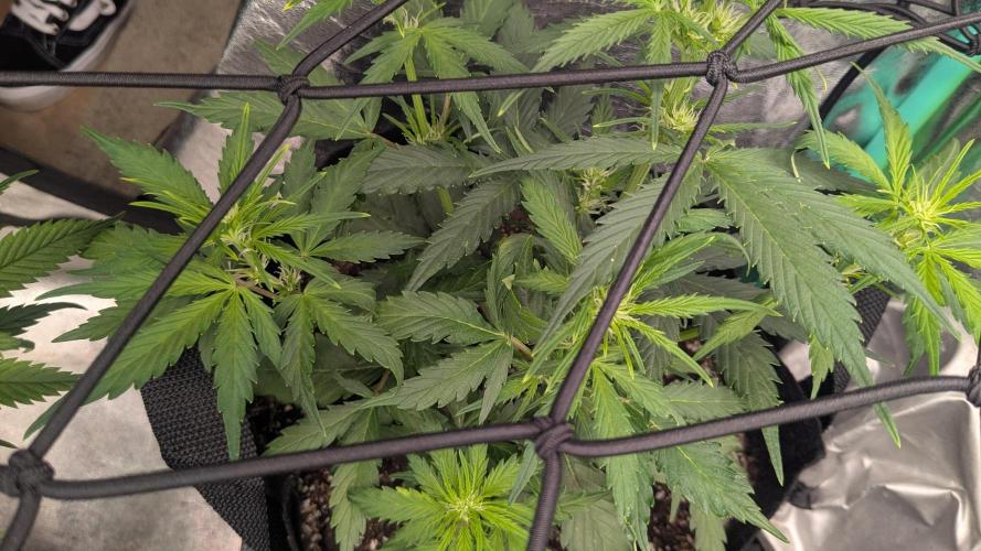 Banana Jealousy Auto IBL 80 Day. Week 6