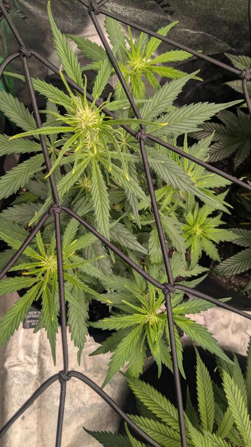 Banana Jealousy Auto IBL 80 Day. Week 6