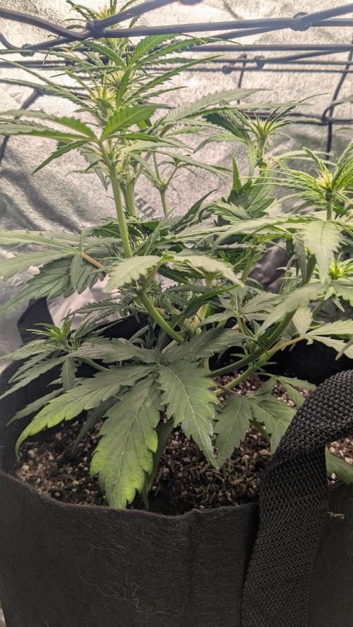 Banana Jealousy Auto IBL 80 Day. Week 6