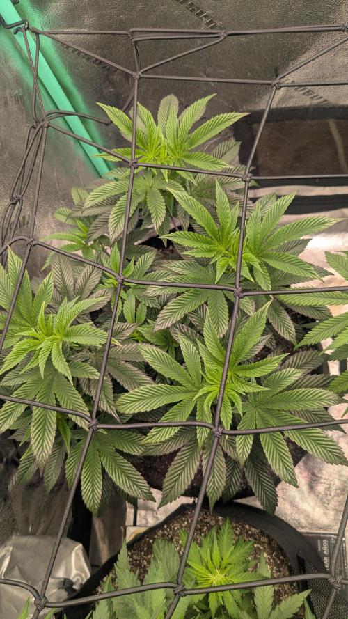 Genetic Abuse. Week 14
