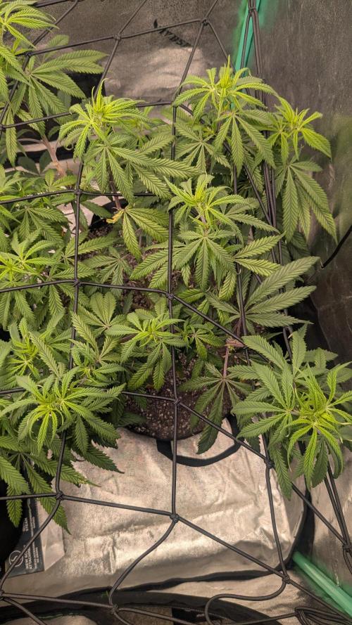 Genetic Abuse. Week 14