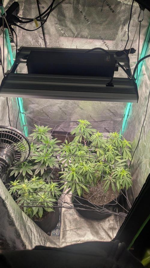 Genetic Abuse. Week 14