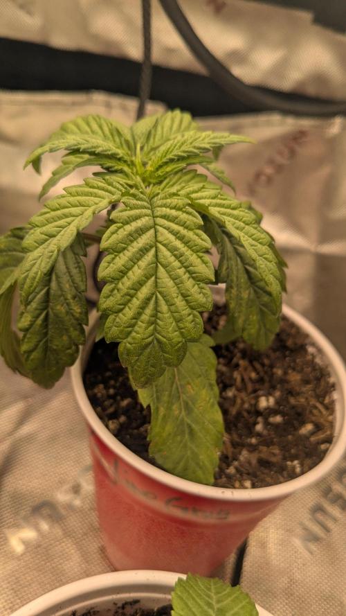Rainbow Vapor, Key Lime Guava run. Week 2