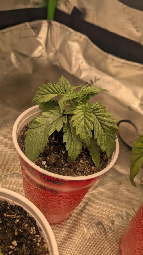 Rainbow Vapor, Key Lime Guava run. Week 2