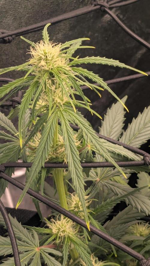 Banana Jealousy Auto IBL 80 Day. Week 7