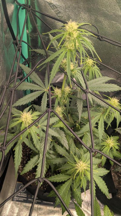 Banana Jealousy Auto IBL 80 Day. Week 7