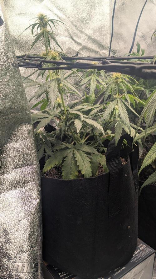 Banana Jealousy Auto IBL 80 Day. Week 7