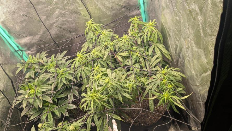 Genetic Abuse. Week 15