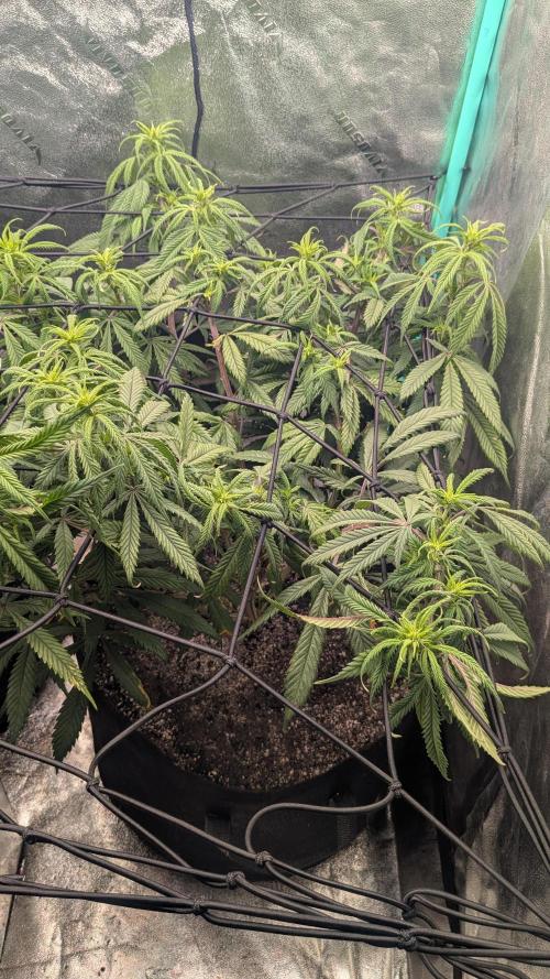 Genetic Abuse. Week 15