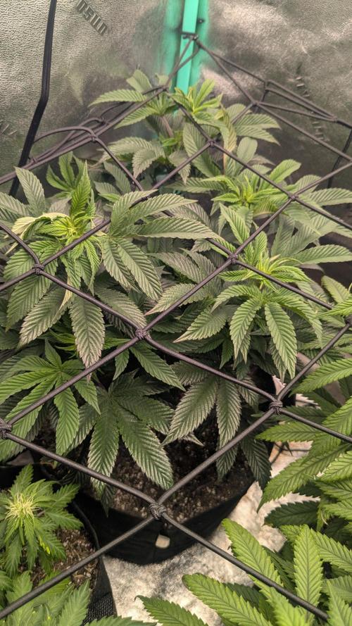 Genetic Abuse. Week 15