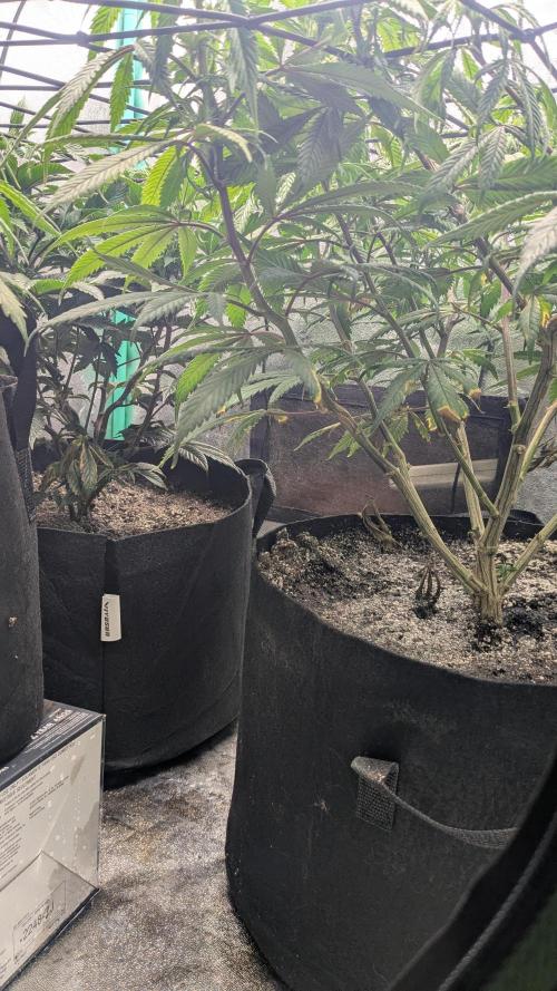 Genetic Abuse. Week 15