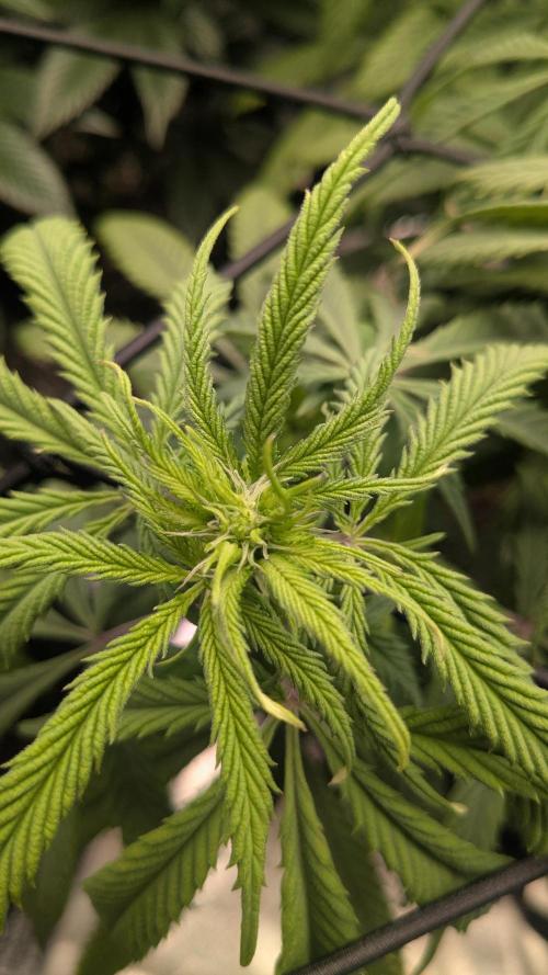 Genetic Abuse. Week 15