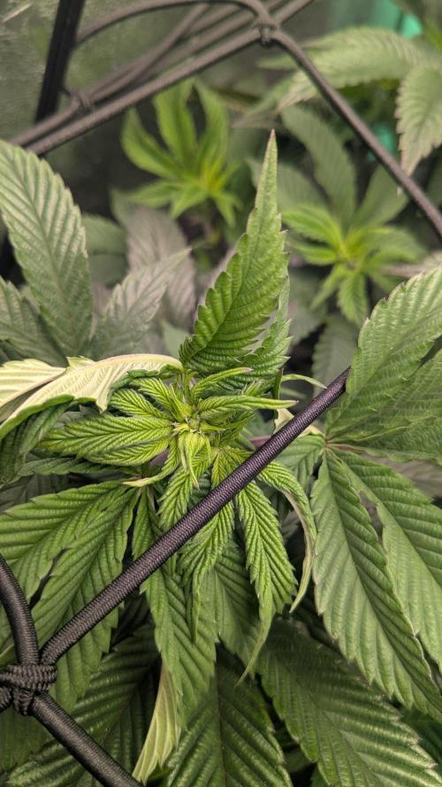 Genetic Abuse. Week 15