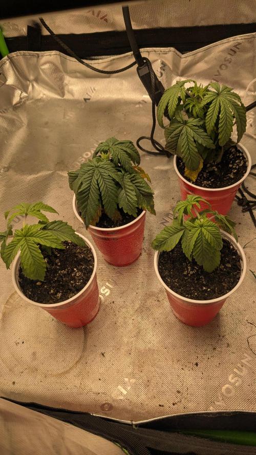 Rainbow Vapor, Key Lime Guava run. Week 3