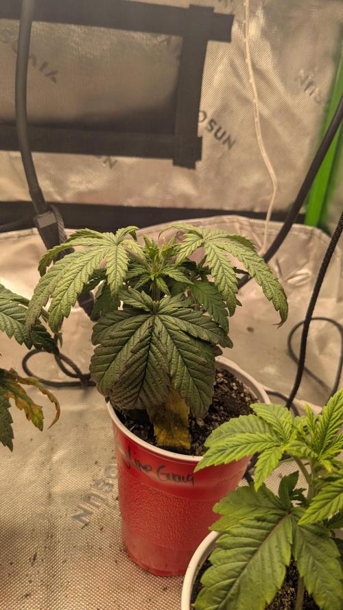 Rainbow Vapor, Key Lime Guava run. Week 3