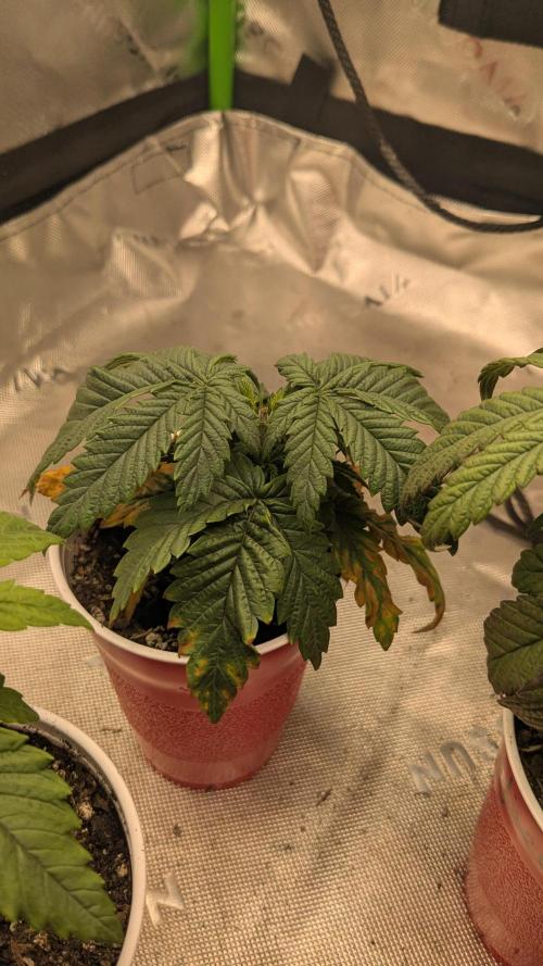 Rainbow Vapor, Key Lime Guava run. Week 3