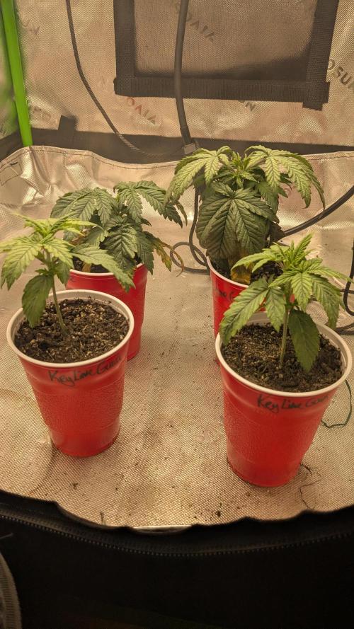 Rainbow Vapor, Key Lime Guava run. Week 3