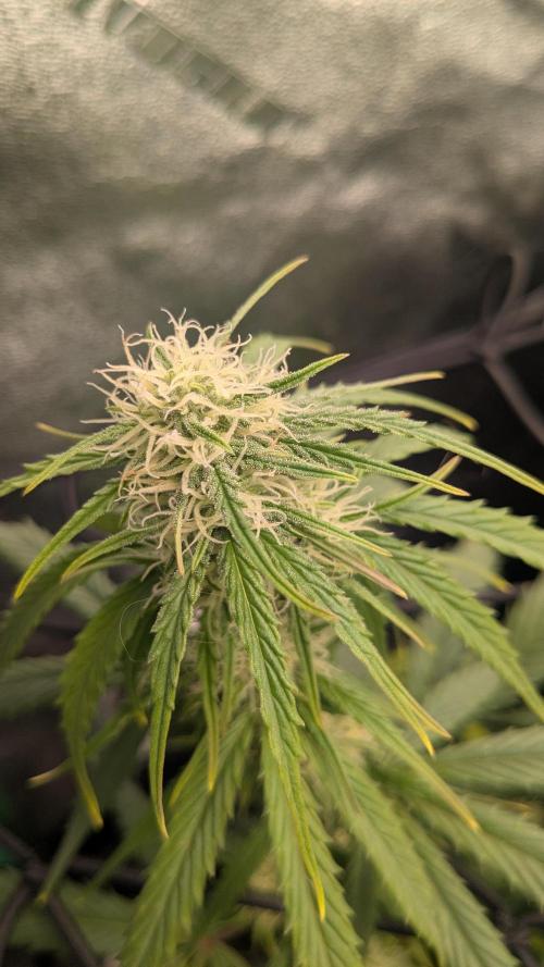 Banana Jealousy Auto IBL 80 Day. Week 8