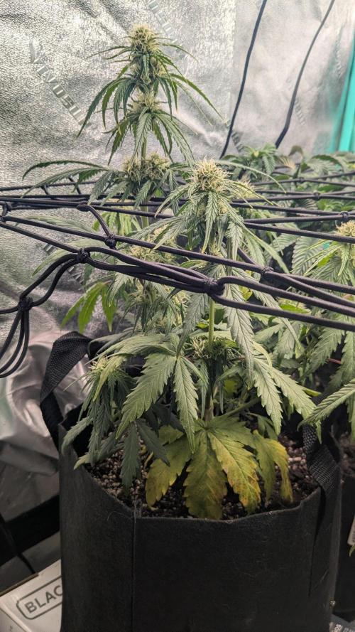 Banana Jealousy Auto IBL 80 Day. Week 8