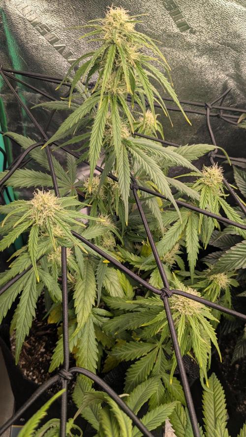 Banana Jealousy Auto IBL 80 Day. Week 8