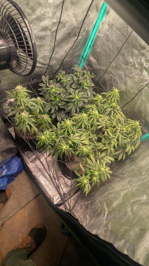 Genetic Abuse. Week 16