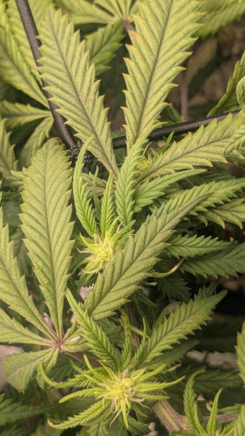 Genetic Abuse. Week 16