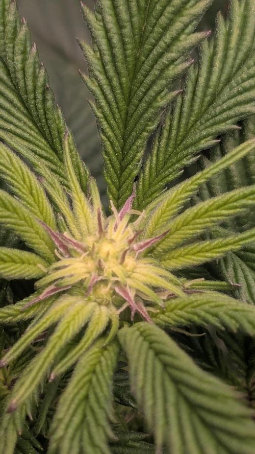 Genetic Abuse. Week 16