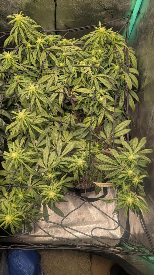 Genetic Abuse. Week 16