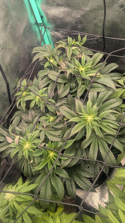 Genetic Abuse. Week 16