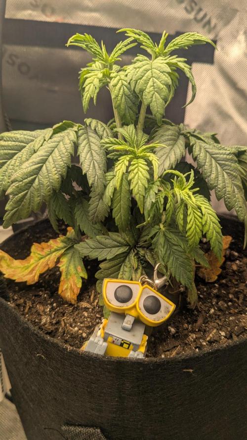 Rainbow Vapor, Key Lime Guava run. Week 4 - Someone showed up to hang in the garden