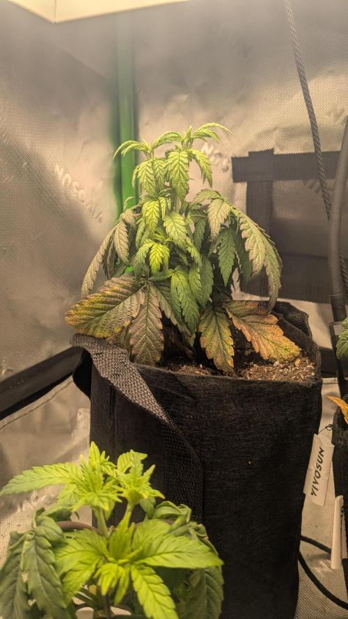 Rainbow Vapor, Key Lime Guava run. Week 4