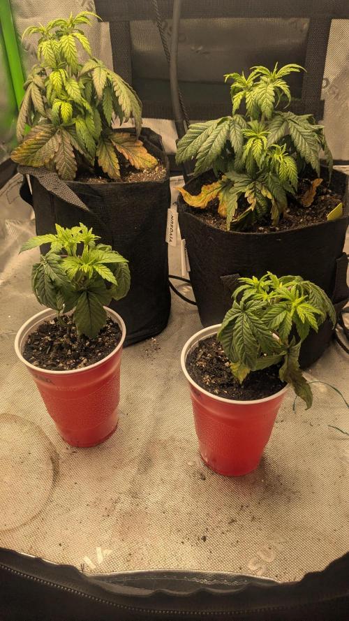Rainbow Vapor, Key Lime Guava run. Week 4